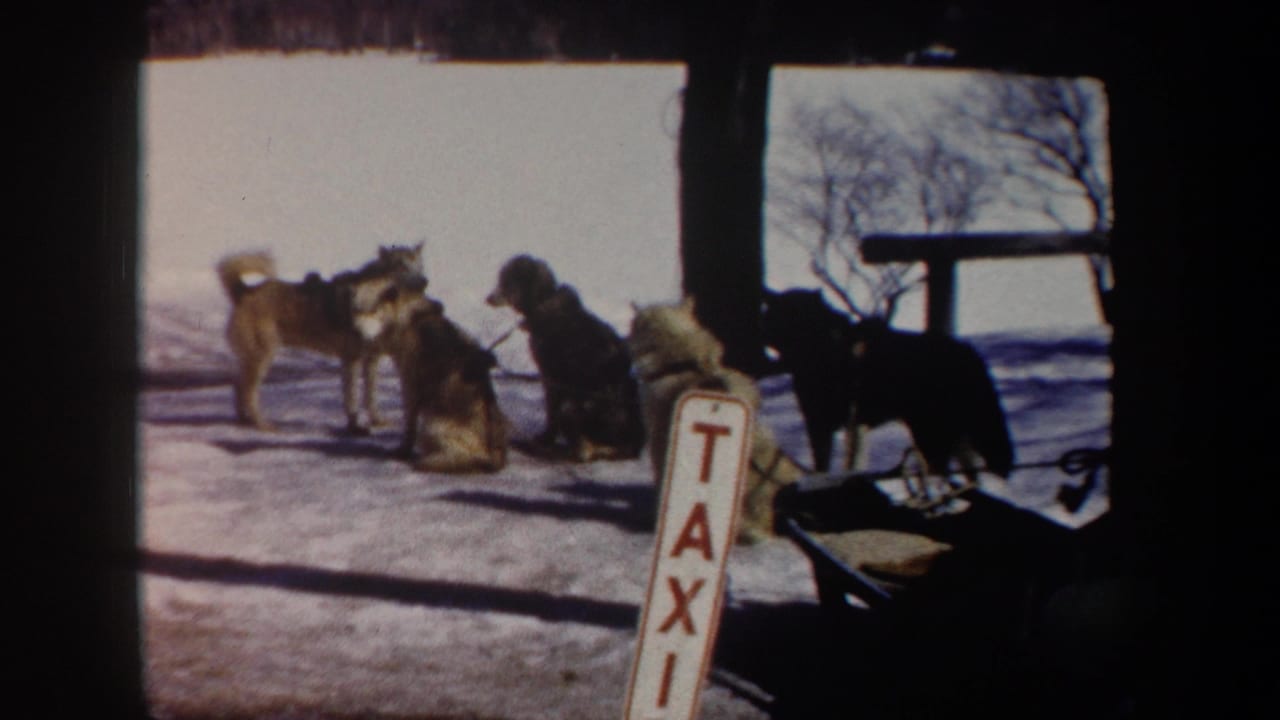 Harnessed sled dogs wait on snow beside a TAXI sign and dark posts.