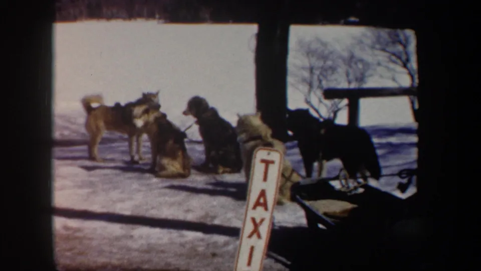 1962 New York 8mm frame of sled dogs resting in snow near a TAXI sign at the Olympic bobsled-run setting.