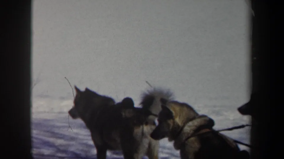 Closer 8mm view of harnessed sled dogs in snow, with one dog facing left and another looking toward the camera in the 1962 New York clip.