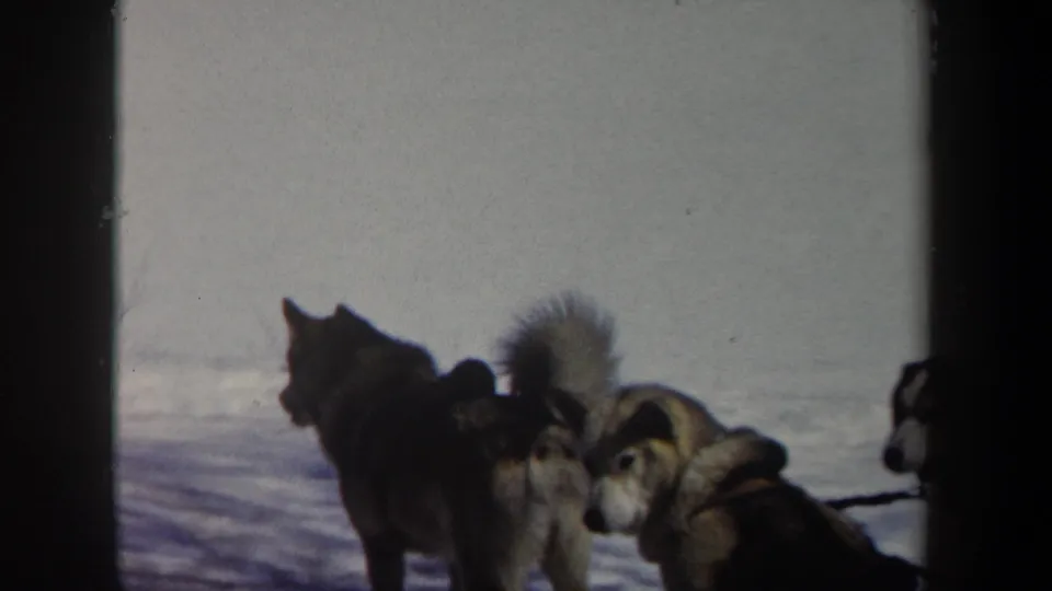 Final close frame from the 1962 New York 8mm clip showing harnessed sled dogs grouped in snow, with one dog turned toward the camera.