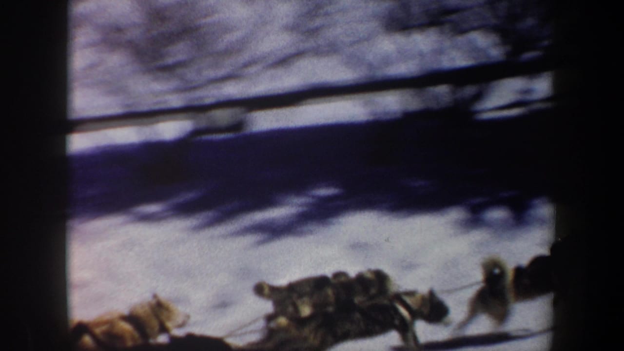 Dog team pulls a sled across snow beside dark trees and utility poles.