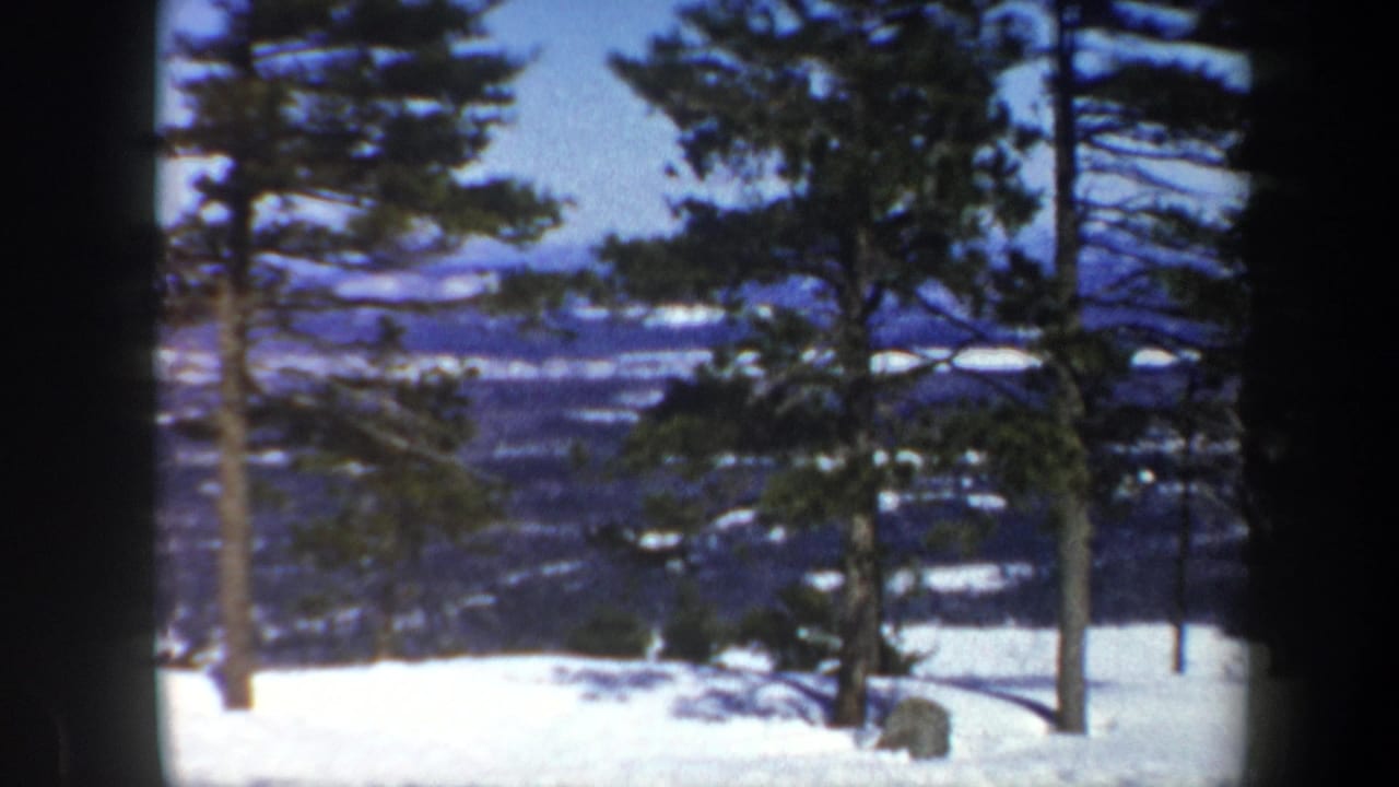 Evergreen trees stand in snow with a distant blue valley beyond them.