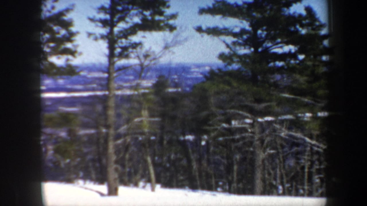 Snowy hillside with tree trunks and evergreens overlooking a distant landscape.