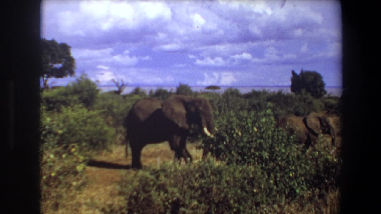1969 Angola 8mm frame showing a tusked elephant crossing near thick shrubs, with another elephant partly seen at the edge.