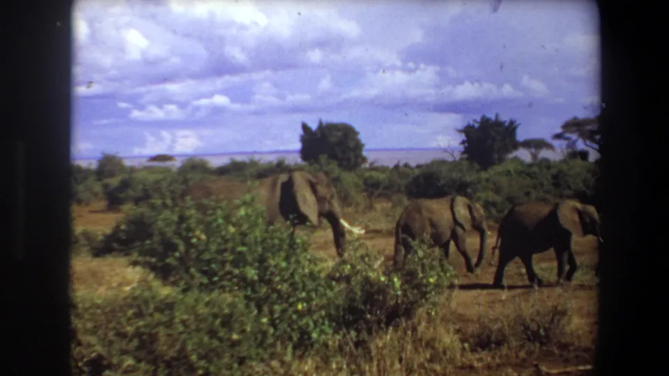 1969 Angola 8mm frame showing multiple elephants moving across open bushland with shrubs, dry grass, trees, and a distant horizon.