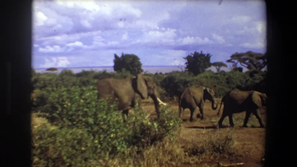 1969 Angola 8mm frame showing elephants moving across dry open ground, with shrubs, scattered trees, and a bright clouded sky in view.