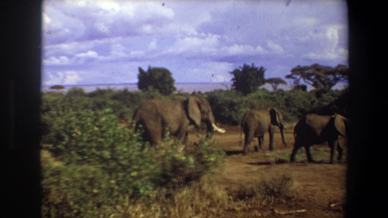 Elephants walking across dry savanna with shrubs, trees, and cloudy sky.