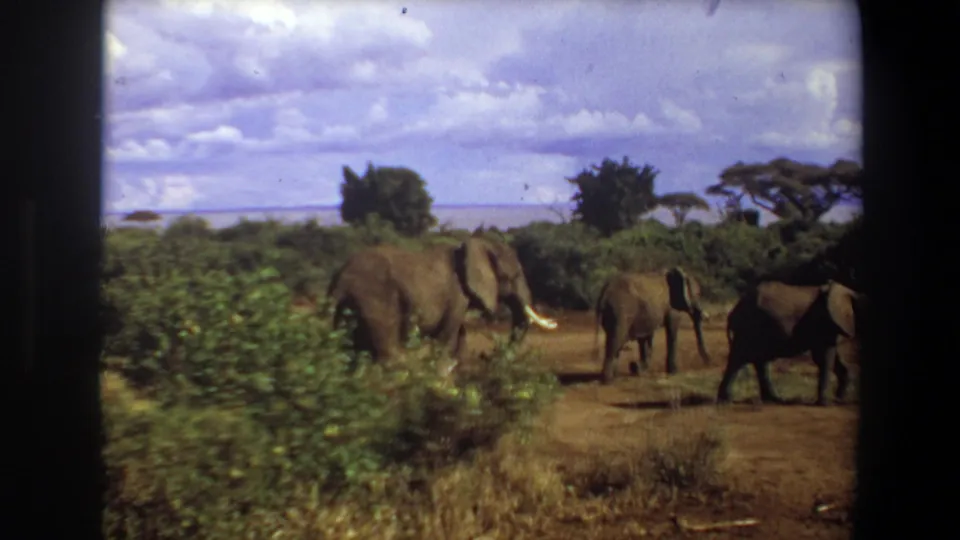 1969 Angola 8mm frame showing several elephants moving across dry savanna with green shrubs and scattered trees.