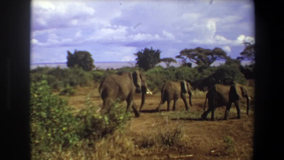 1969 Angola 8mm frame with elephants continuing across open scrubland, framed by dark film edges.