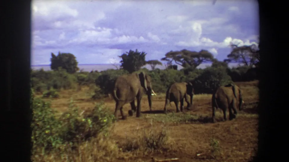 1969 Angola 8mm frame showing elephants from behind as they walk away across dry ground near shrubs.