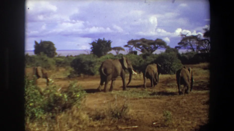 1969 Angola 8mm frame with elephants walking away through a shrub-lined savanna landscape.