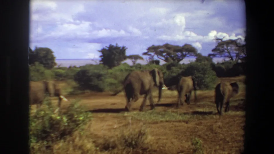1969 Angola 8mm frame showing a small group of elephants moving through dry grass toward shrubs and acacia-like trees.