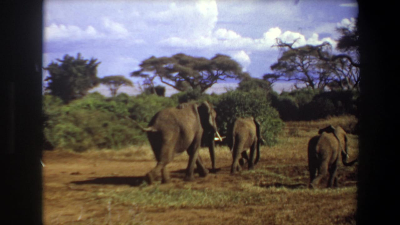 Adult elephant and younger elephants walking beside shrubs under a cloudy sky.