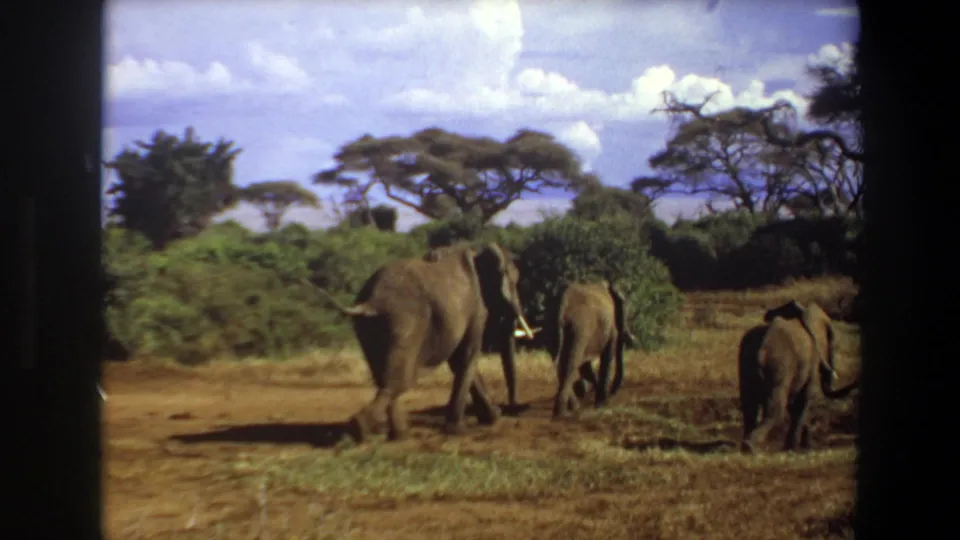1969 Angola 8mm frame with a tusked adult elephant and younger elephants crossing sunlit savanna near low shrubs.