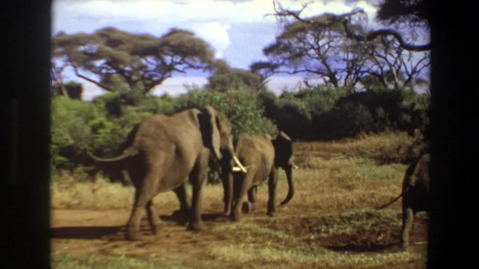 1969 Angola 8mm frame showing elephants crossing the foreground near dry grass, shrubs, and spreading acacia-like trees.