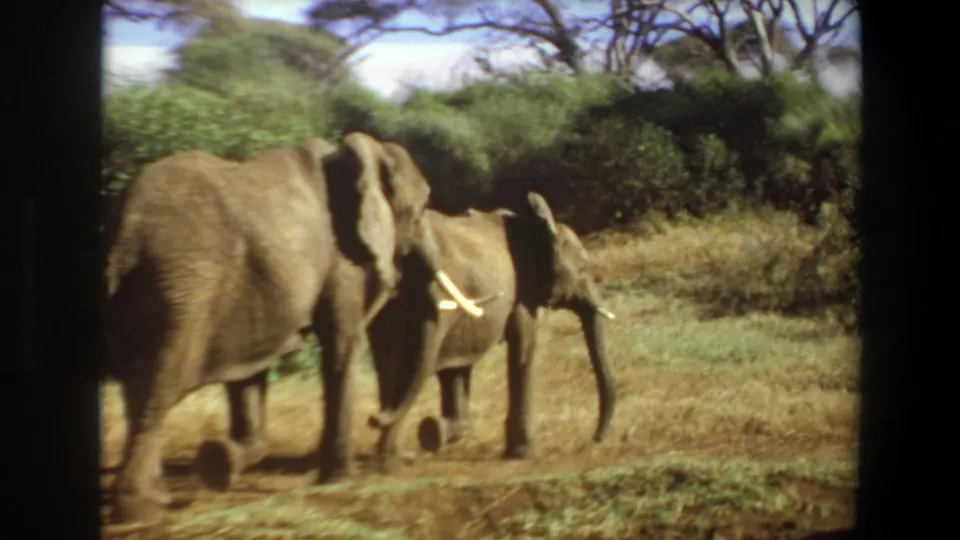 1969 Angola 8mm frame with a closer view of elephants walking across dry savanna, including a tusked adult and smaller animals.
