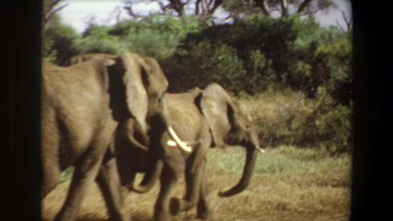 Two elephants walking through dry grass with shrubs behind them.