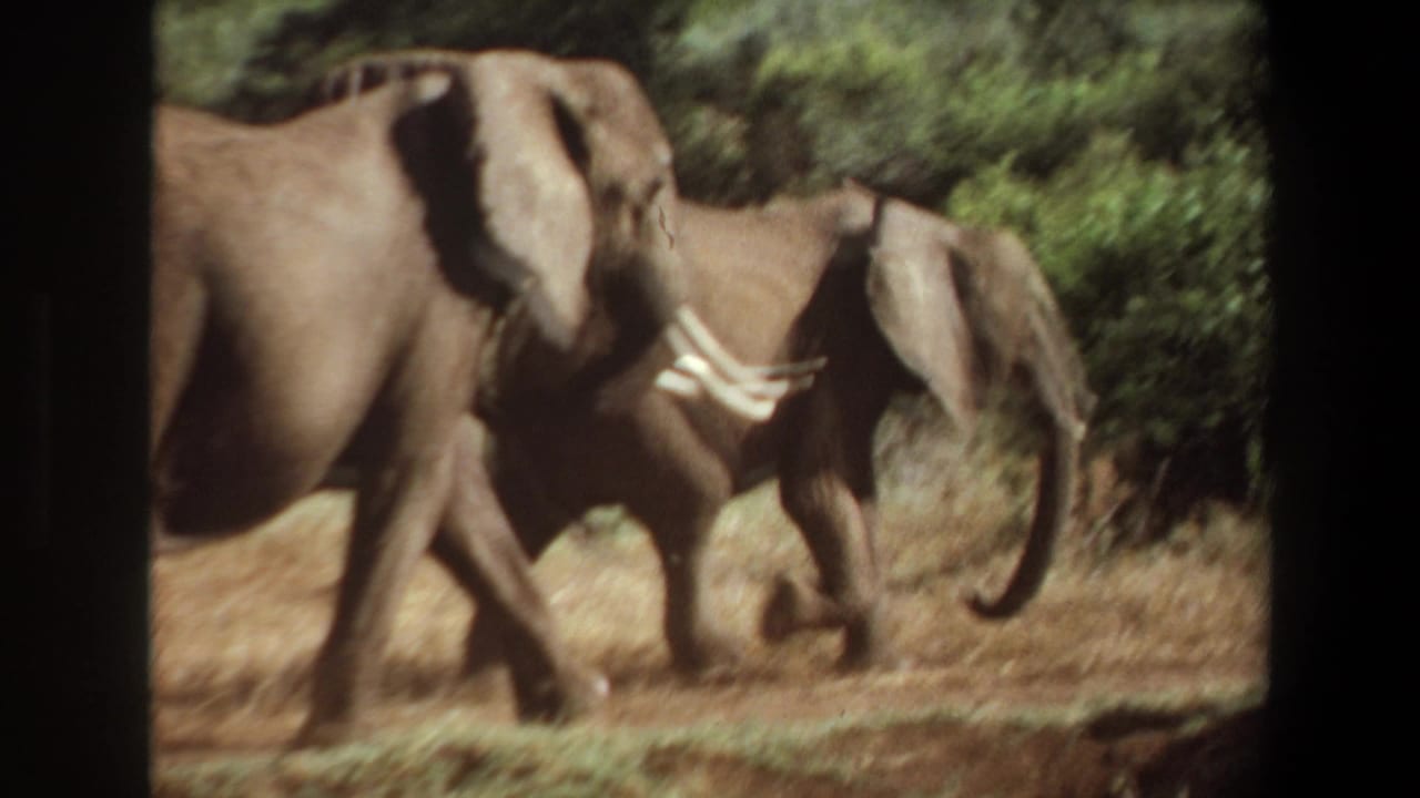 Elephants pass through scrubby savanna, partly framed by dark film edges.