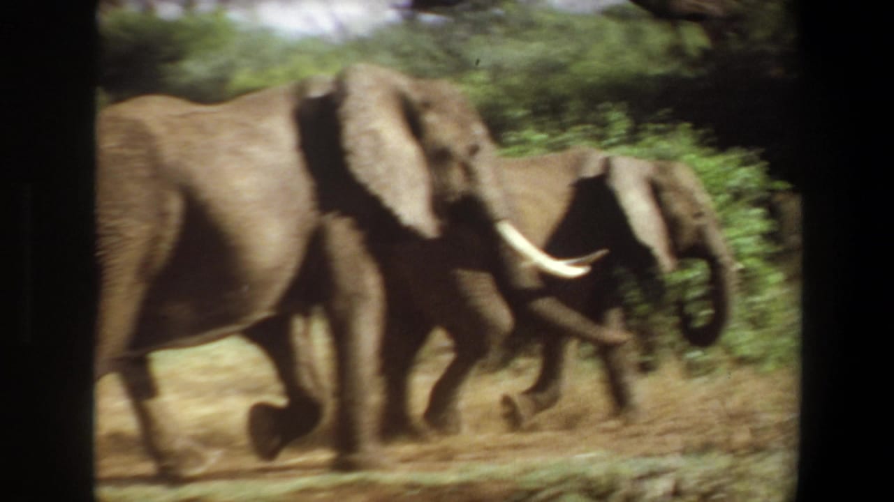 Motion-blurred 8mm frame from Angola in 1969 showing elephants walking closely together beside green savanna vegetation.