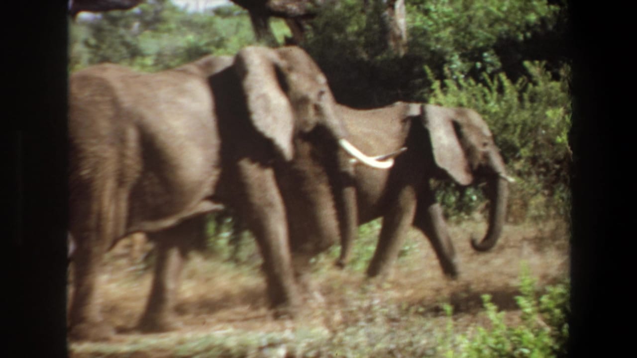 A tusked adult elephant and another elephant walk through dry Angola savanna in a warm, faded 1969 home-movie frame.