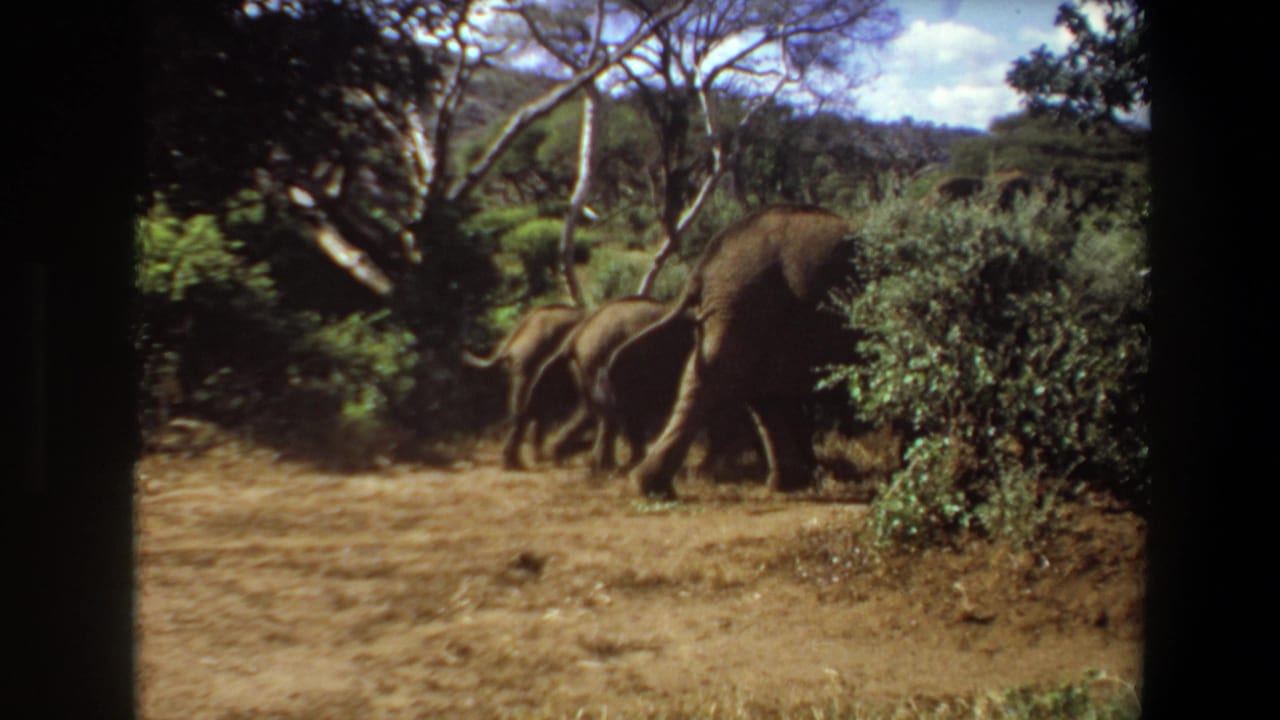 In Angola 1969 home-movie footage, elephants including a calf move through dry grass and green brush beneath scattered trees.