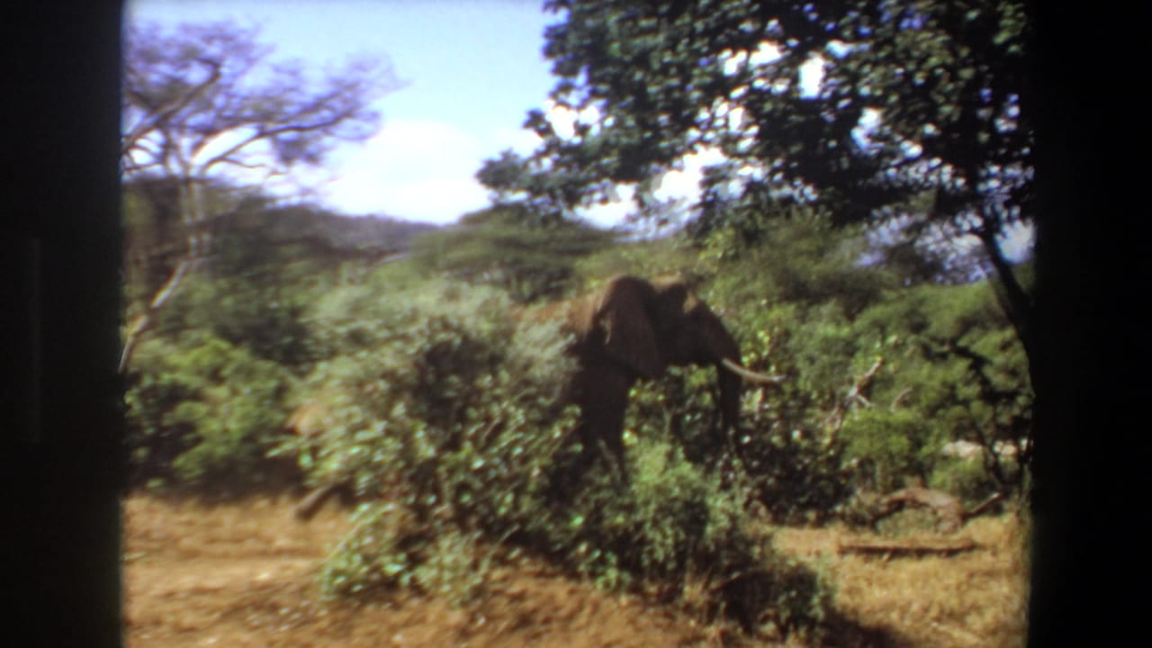 An elephant stands partly behind dense green shrubs under trees.