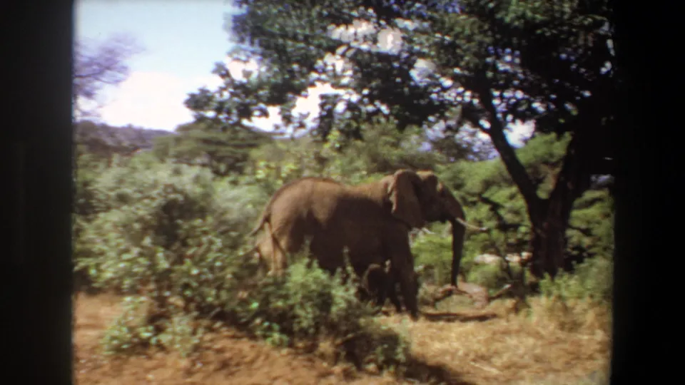 An adult elephant and calf move through green brush and dry grass in the 1969 Angola wildlife home-movie scene.