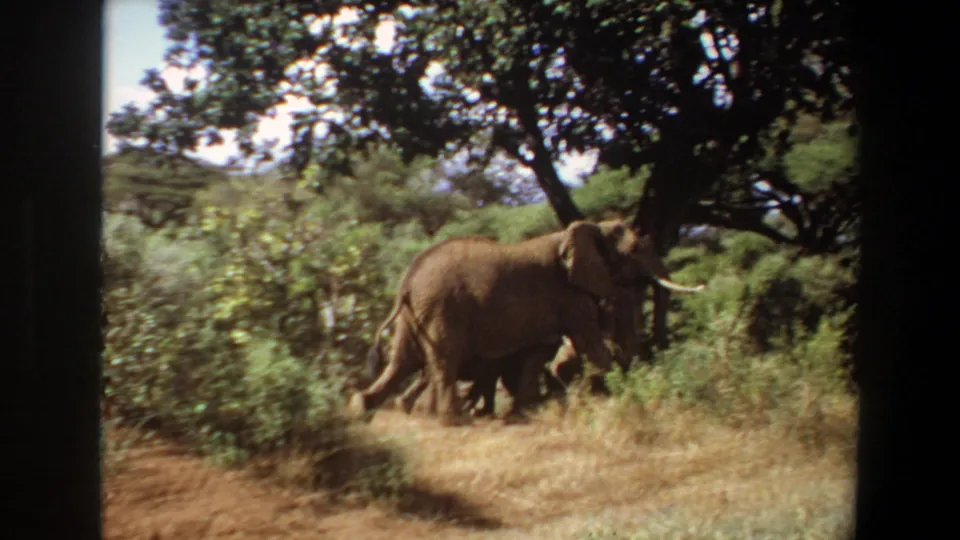 An elephant crosses a dry grassy opening near dense shrubs and trees in Angola, captured on 8mm home-movie film.
