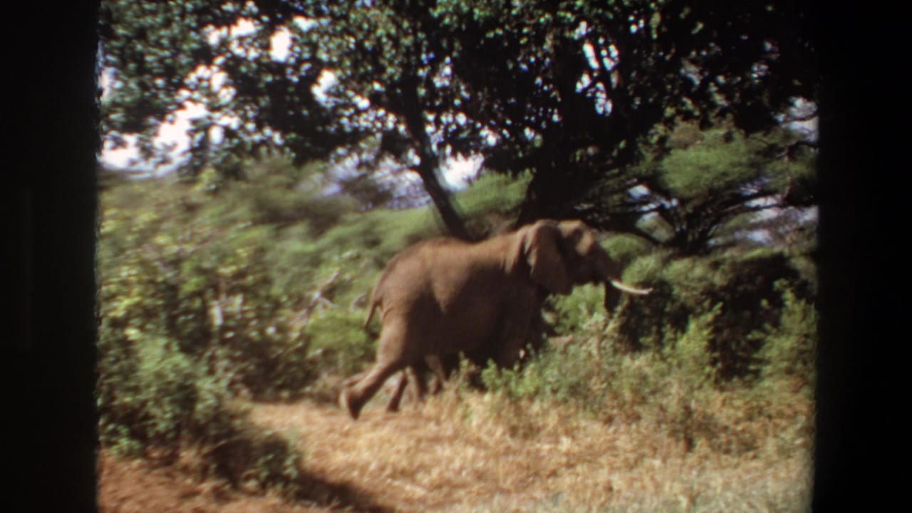 1969 Angola 8mm frame showing a tusked elephant moving left to right through green foliage and dry grass under trees.