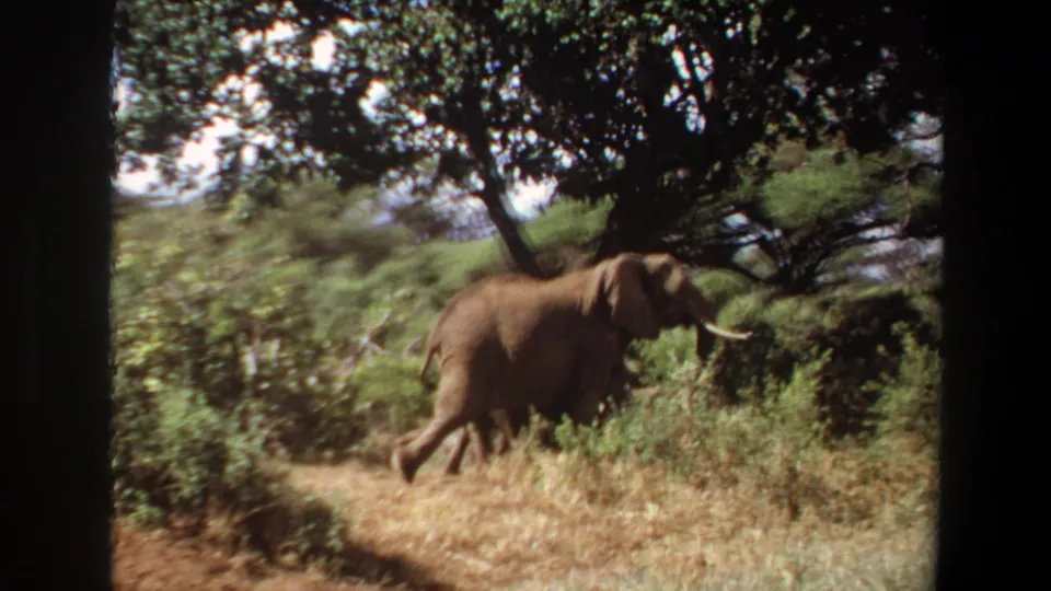 1969 Angola 8mm frame showing a tusked elephant moving left to right through green foliage and dry grass under trees.
