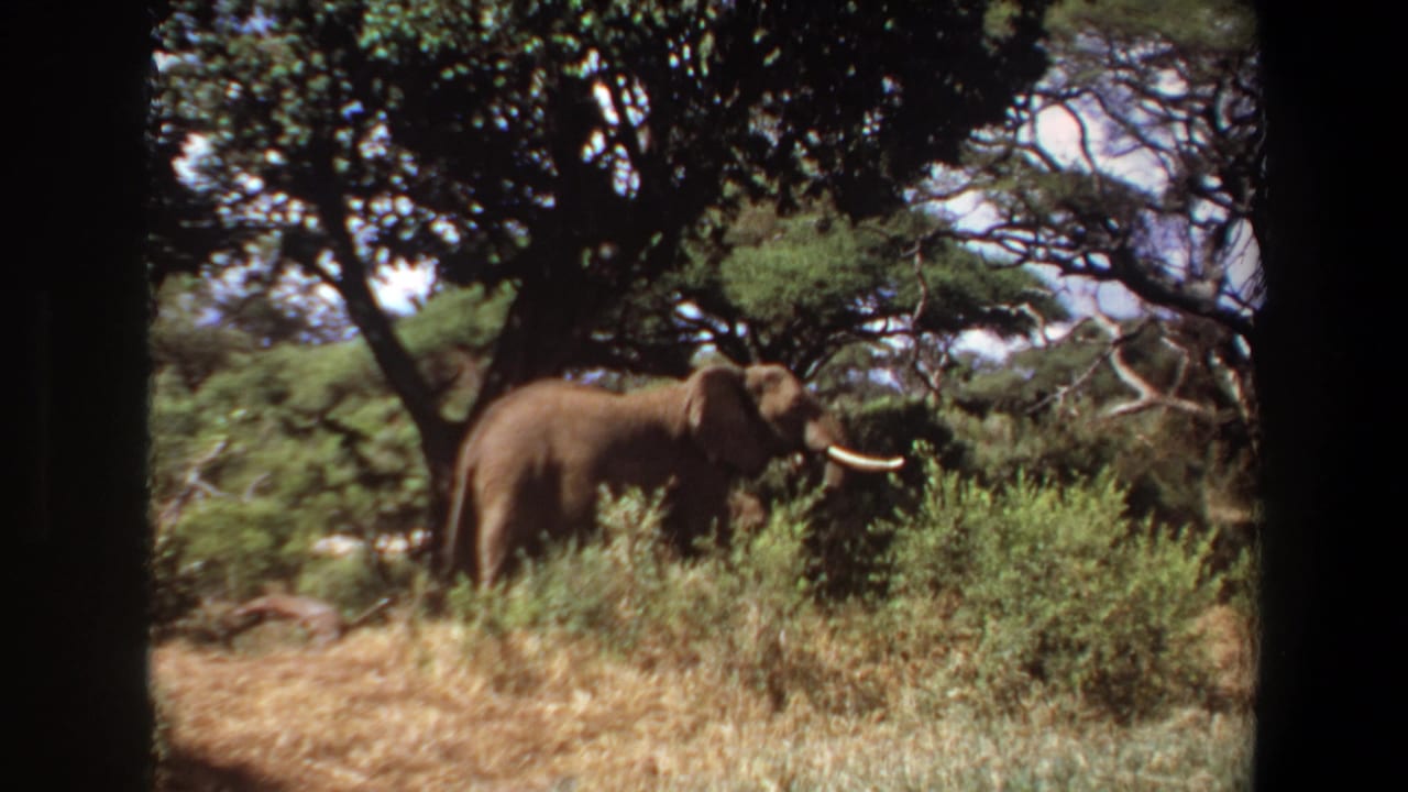 Elephant partly screened by shrubs with trees behind it.