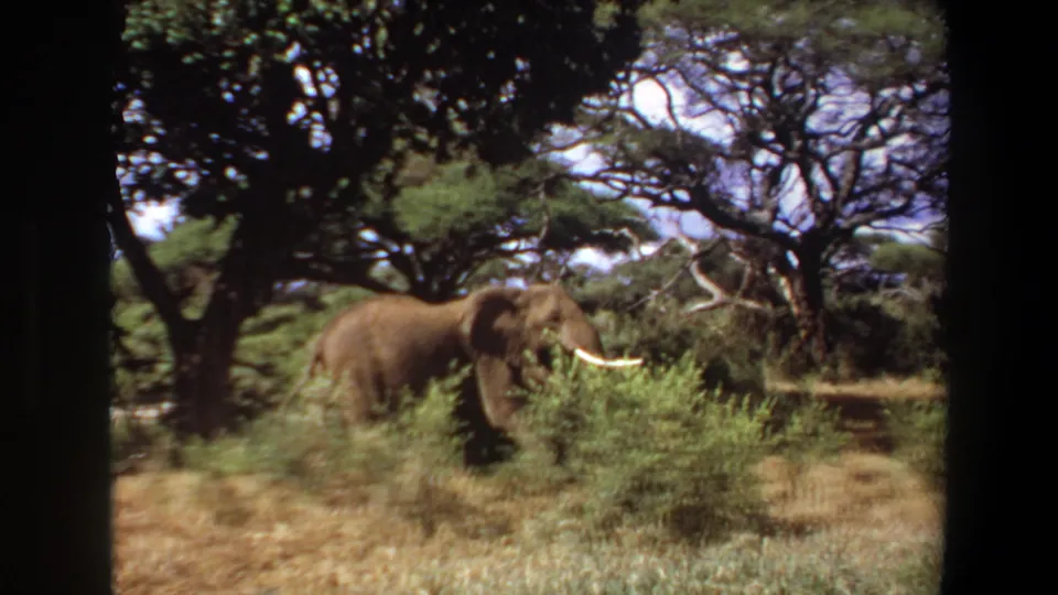 1969 Angola 8mm frame showing a tusked elephant crossing behind a green shrub beneath a large branching tree.