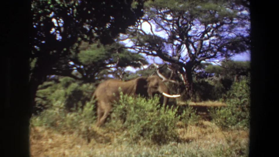 1969 Angola 8mm frame showing the elephant partly obscured by a green shrub, with trees and bright sky behind it.