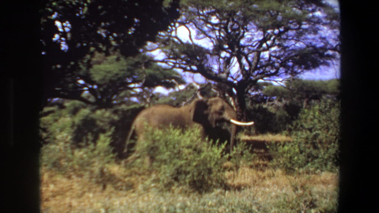 Angola 1969 8mm frame showing a tusked elephant partly screened by green brush under broad savanna trees.