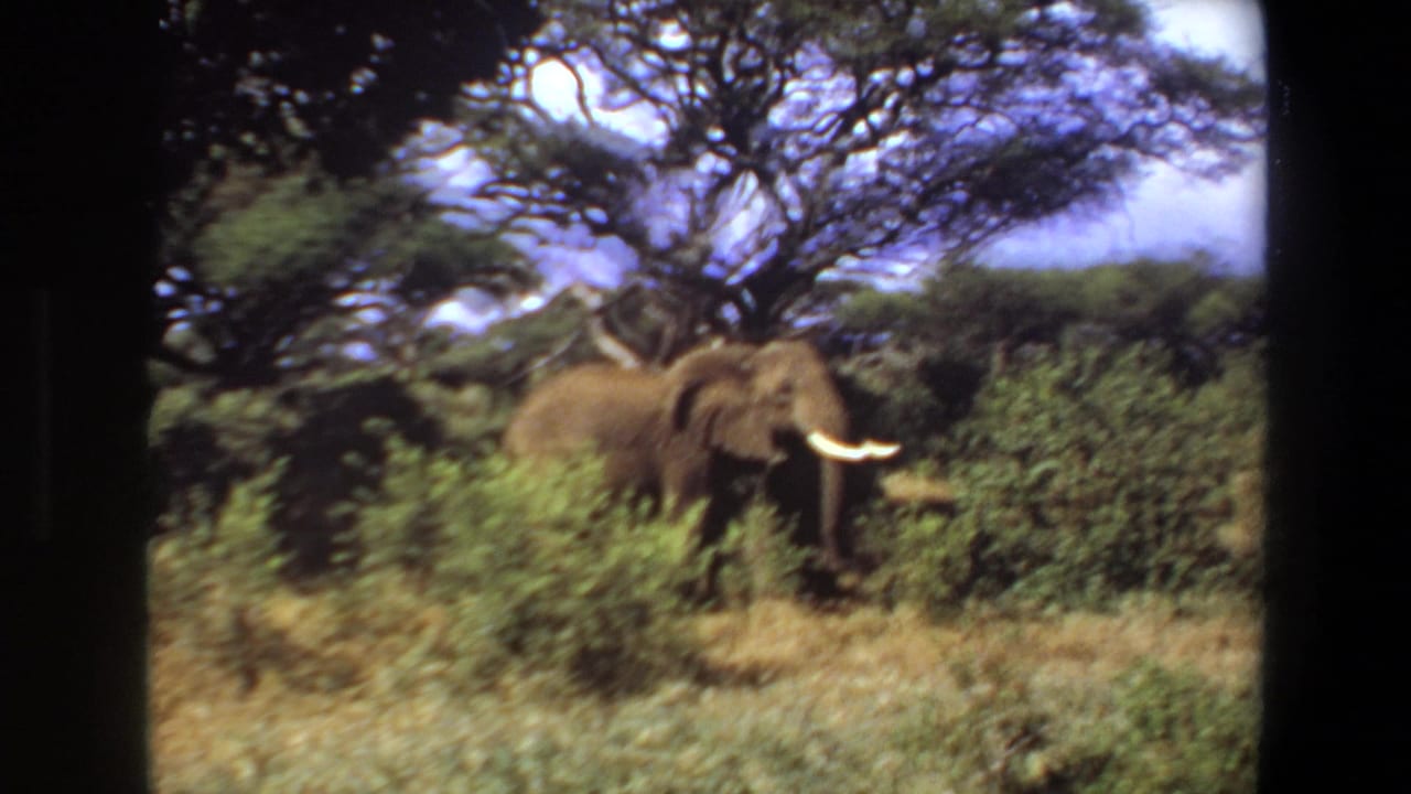 Elephant moving through dense brush with trees overhead.