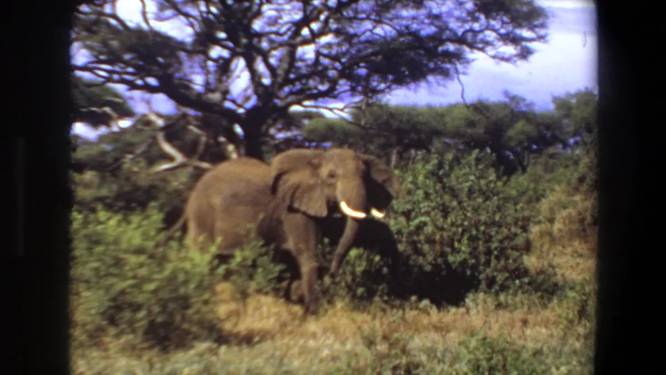 Angola 1969 8mm frame showing an adult tusked elephant with a smaller companion partly visible among shrubs.