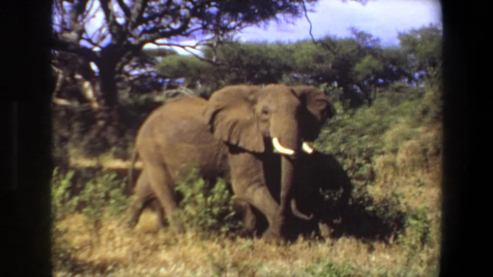 Angola 1969 8mm frame showing a closer view of a tusked elephant walking beside shrubs in dry savanna grass.