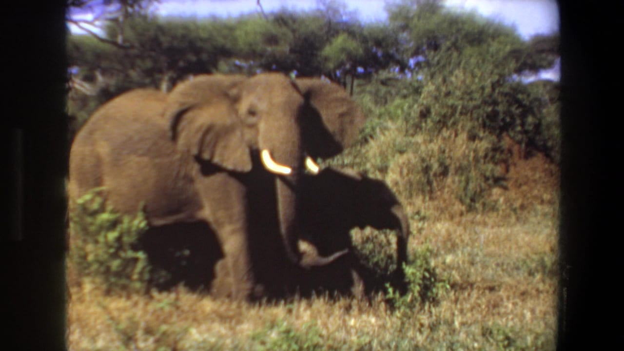 1969 Angola 8mm frame showing an adult elephant with white tusks beside a calf in sunlit savanna grass and brush.