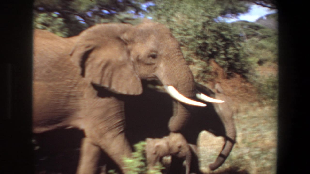 Tusker elephant walks past brush with a calf partly visible beneath its head.
