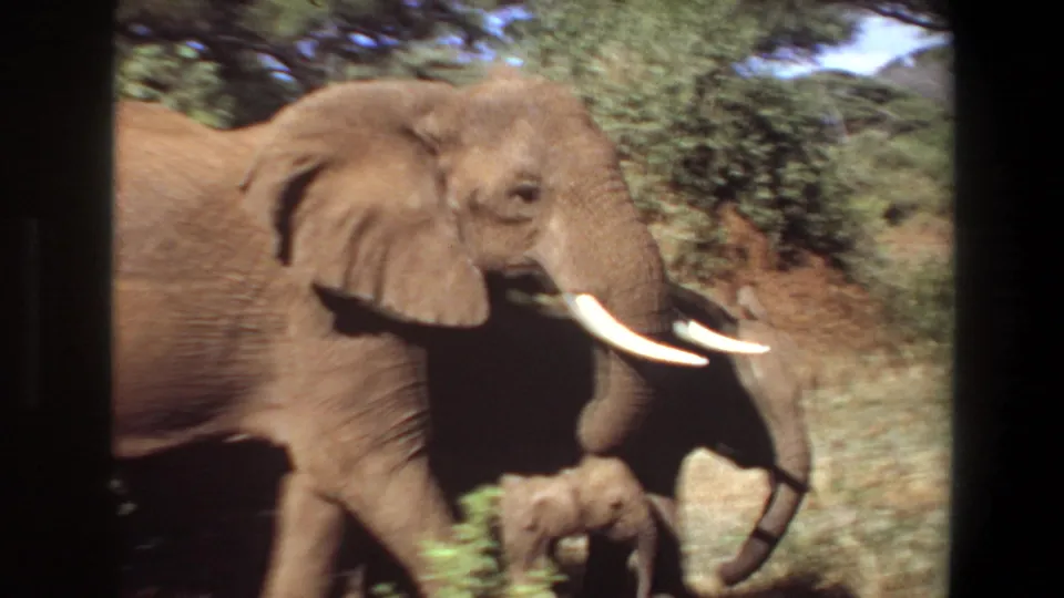 1969 Angola 8mm frame showing a tusked adult elephant moving through savanna brush with a calf close beside it.