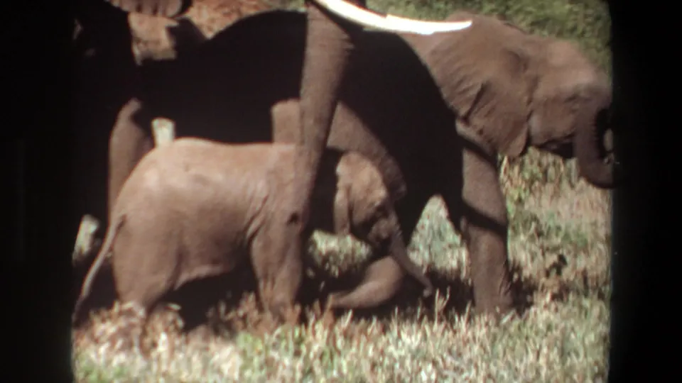 1969 Angola 8mm frame showing a young elephant calf walking close to an adult elephant in dry savanna grass.