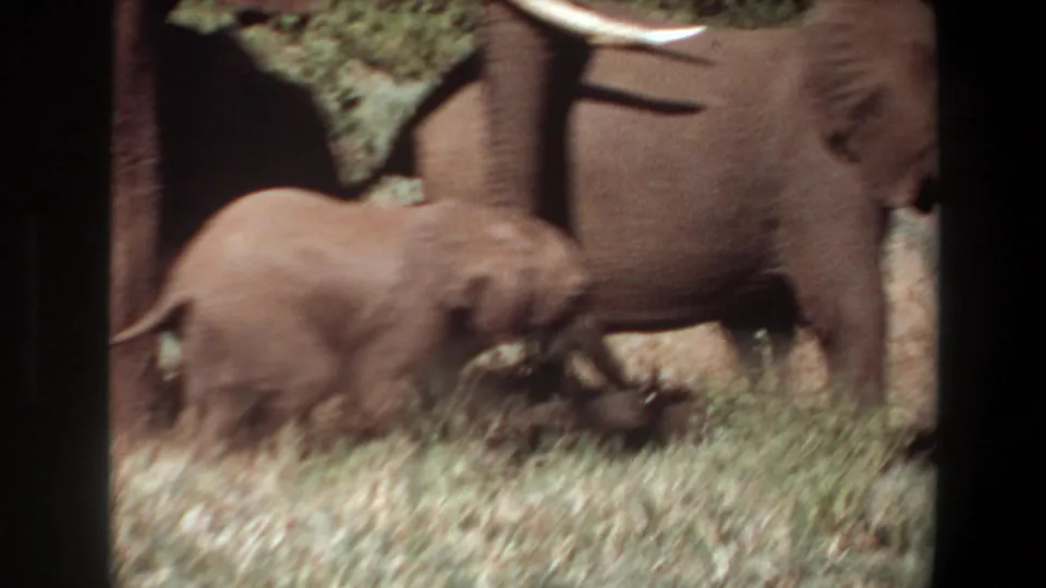 1969 Angola 8mm frame showing a calf crossing in front of an adult elephant in a bright savanna landscape.