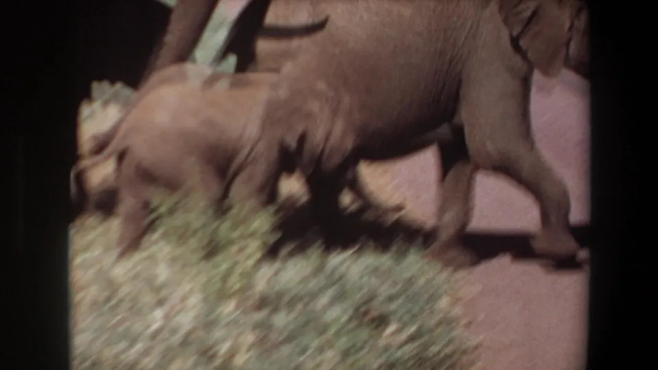 1969 Angola 8mm frame showing a young elephant close to adult elephants on a reddish dirt path with dry grass at the edge.