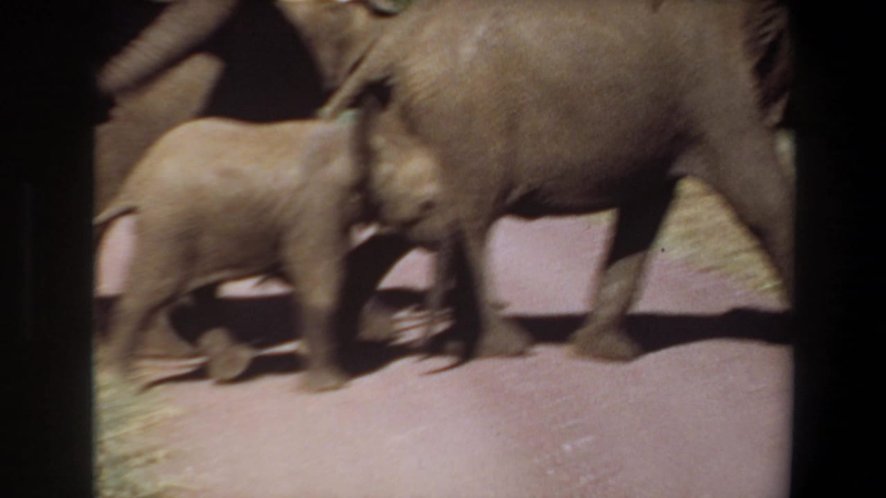 Young elephant walks between adult elephants on a reddish path.