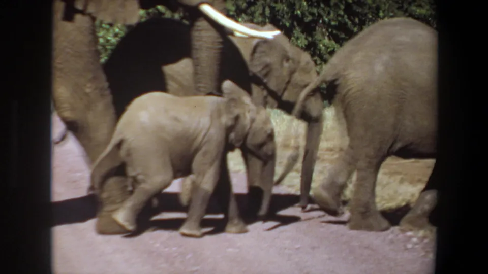 1969 Angola 8mm frame showing a calf beside tusked adult elephants, with dry grass and green vegetation behind them.