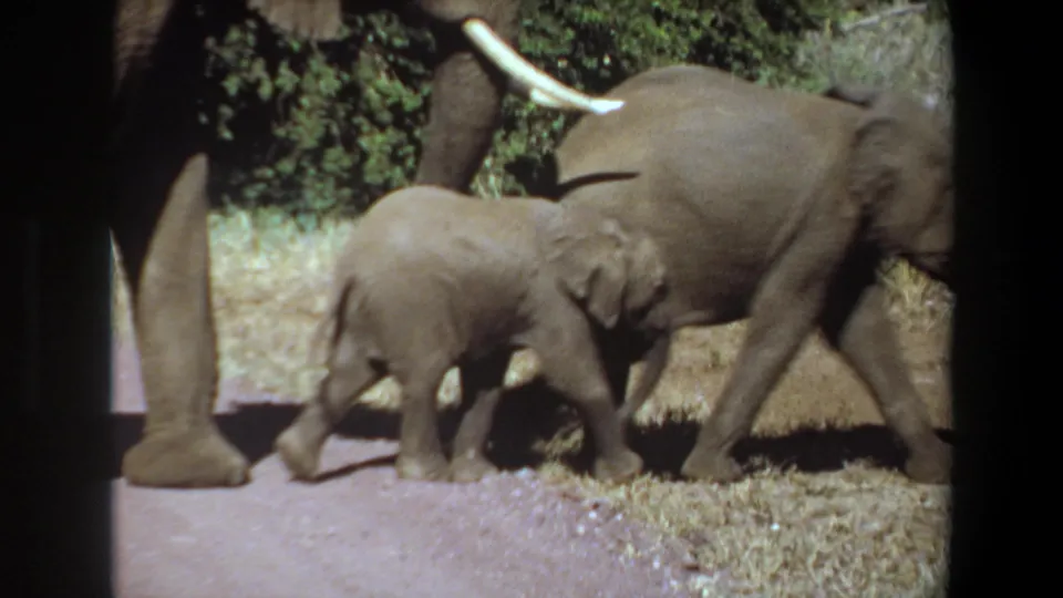 1969 Angola 8mm frame with a young elephant beside a larger adult, framed by dry grass, greenery, and dark film borders.