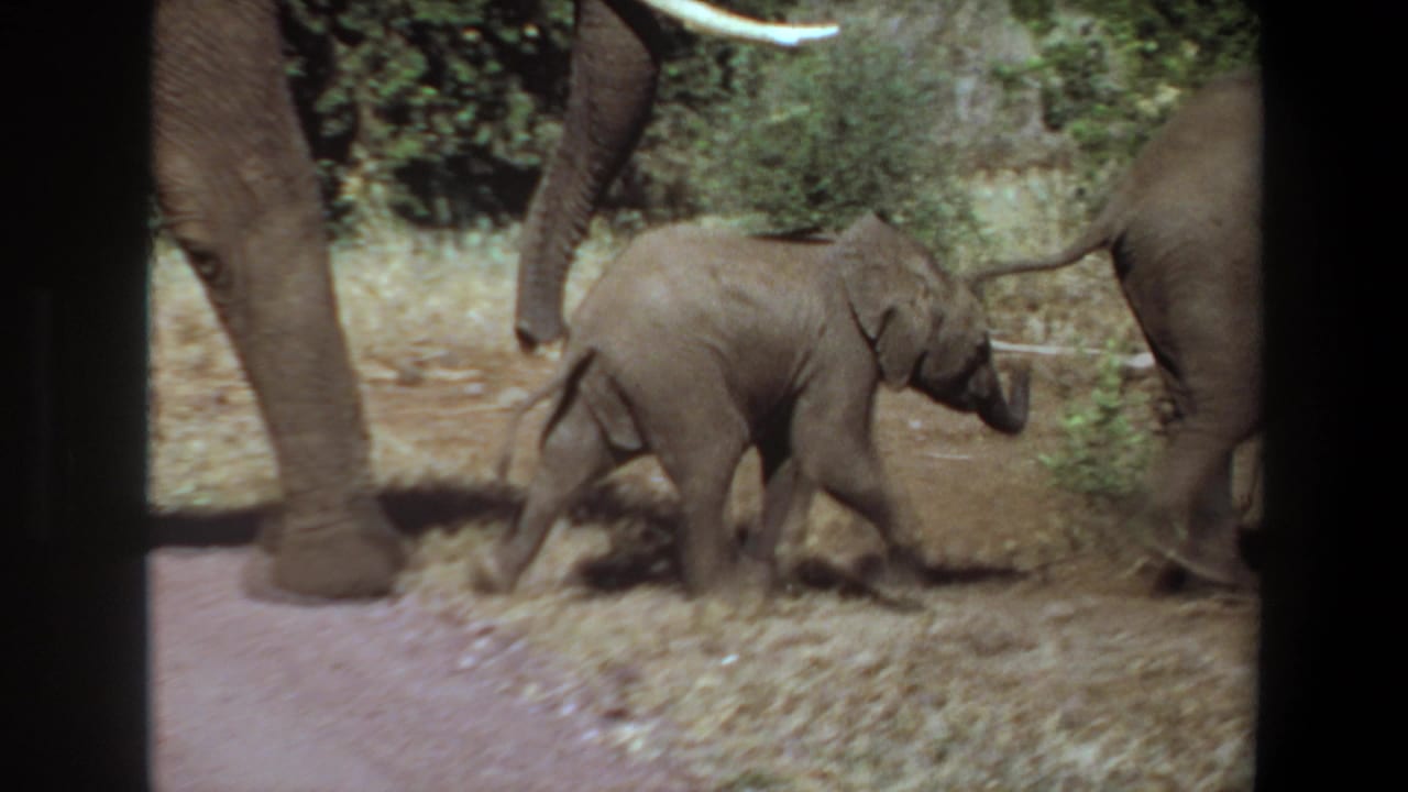 Adult elephants and a small calf walk through dry grass near bushes.