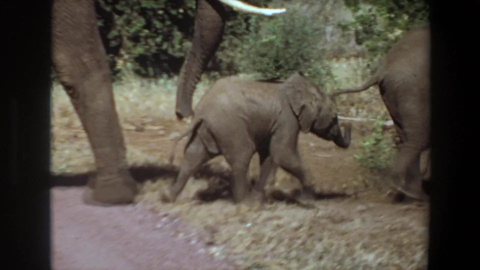 1969 Angola 8mm frame showing adult elephants and a calf moving across dry ground beside green brush.