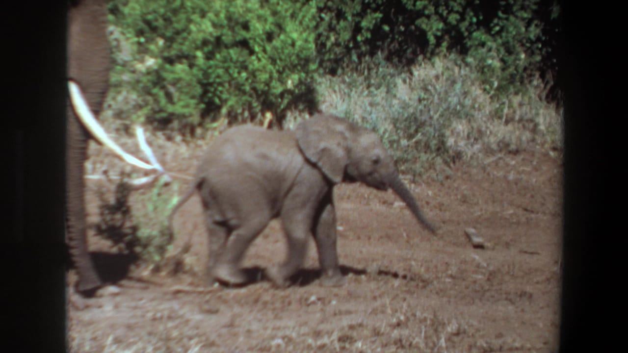 A small elephant calf walks beside an adult elephant with long tusks.
