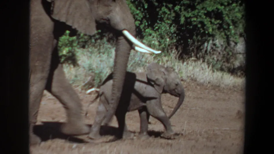 1969 Angola home-movie frame showing a tusked adult elephant walking close to a calf in dry roadside brush.